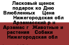 Ласковый щенок-подарок ко Дню Влюбленных! › Цена ­ 15 000 - Нижегородская обл., Арзамасский р-н, Арзамас г. Животные и растения » Собаки   . Нижегородская обл.